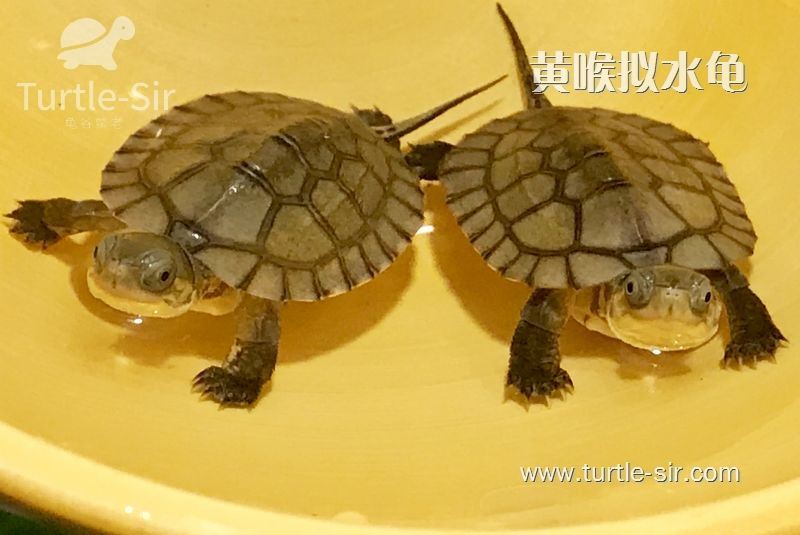 黄喉拟水龟幼苗的饲养，怎么选