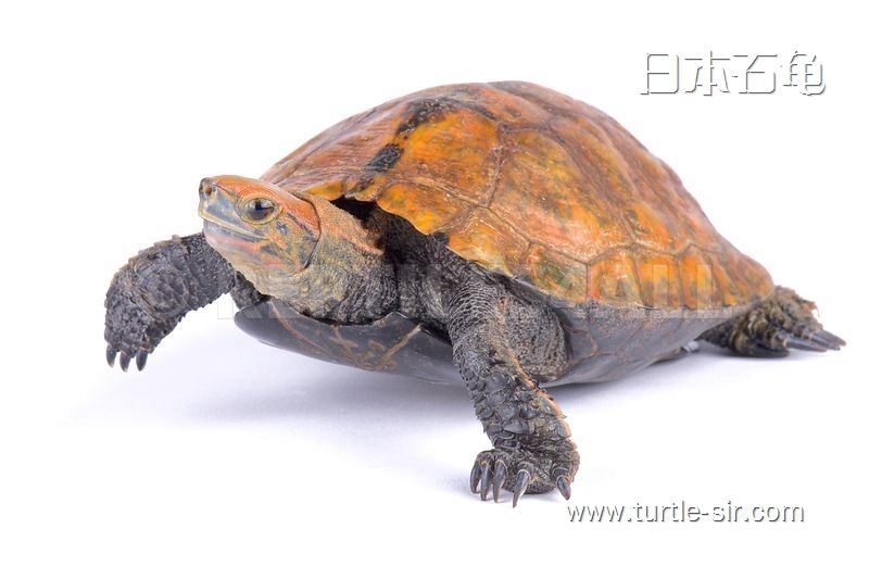 日本石龟生活特点有哪些