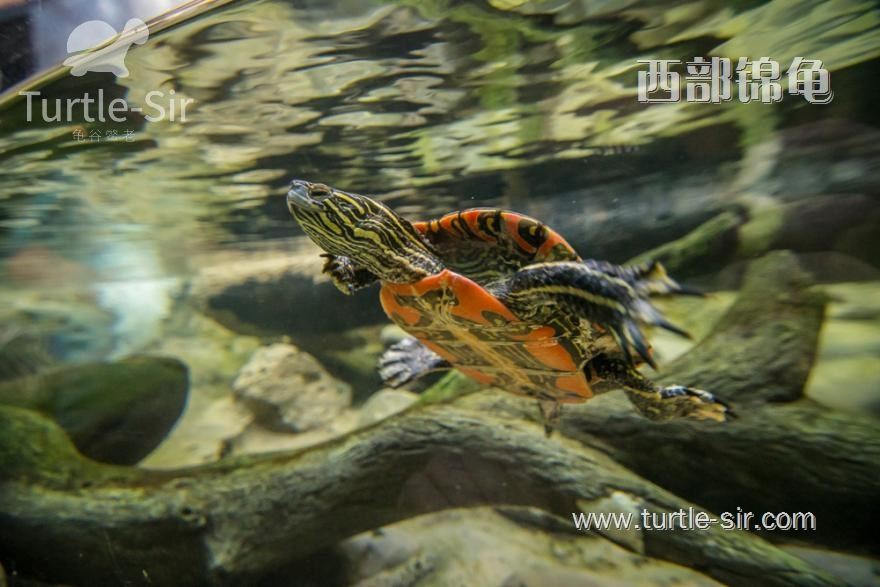 西锦龟寿命多长，生活习性