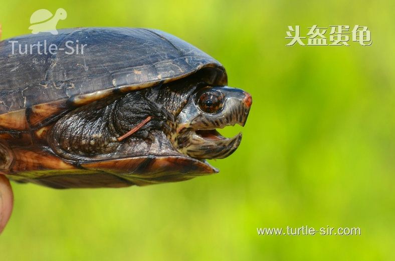 头盔蛋龟能长多大，寿命多长