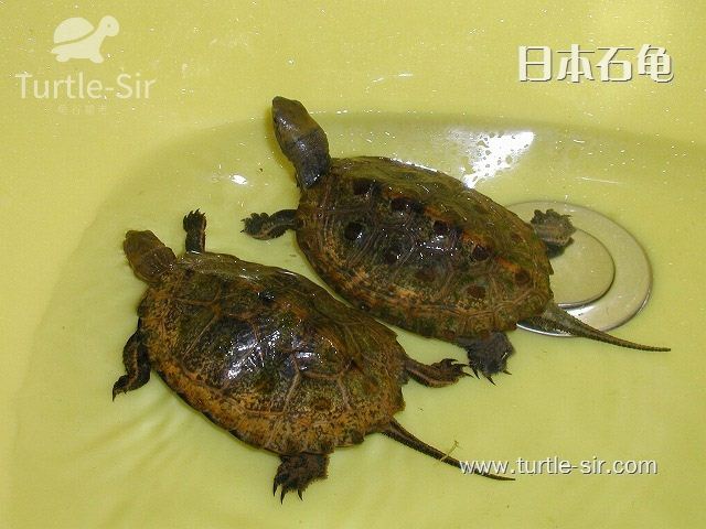 日本石龟、日石龟可以长多大，吃什么