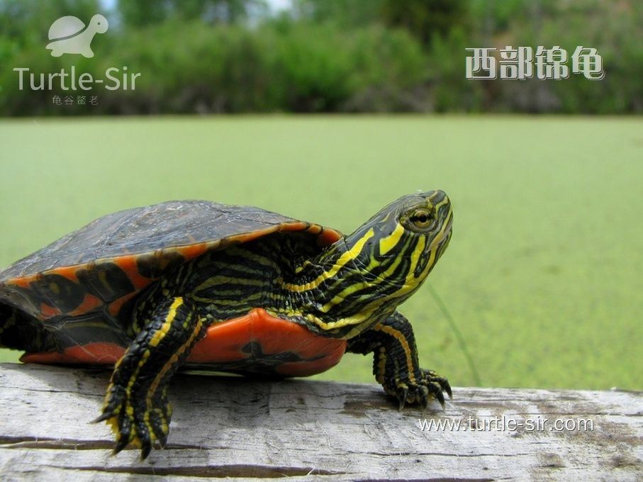 西锦龟、西部锦龟的生活习性，寿命多长