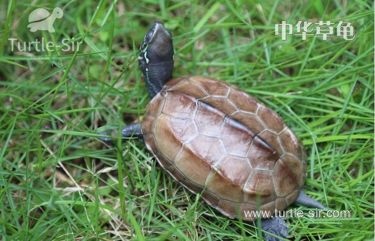 中华草龟饲养简单，有一定的药用价值