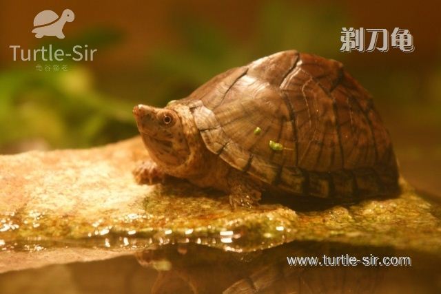 剃刀龟可以深水么,寿命多长