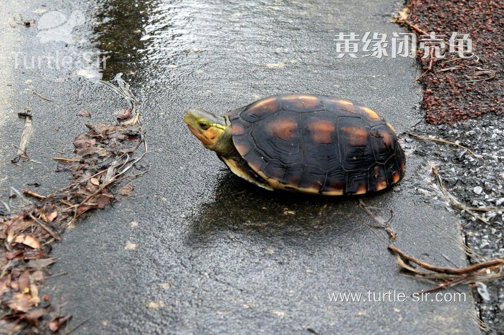 黄缘闭壳龟、黄缘龟饲养简单