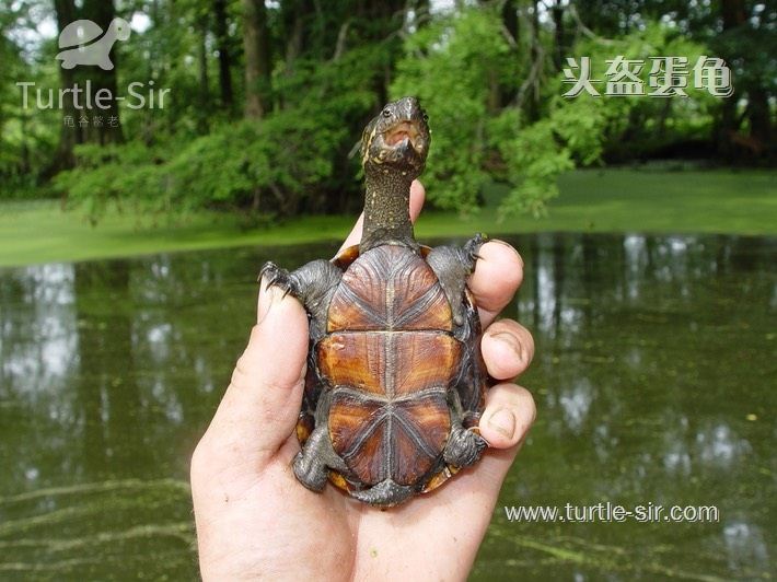 东方泥龟可以长多大，多久可以长大