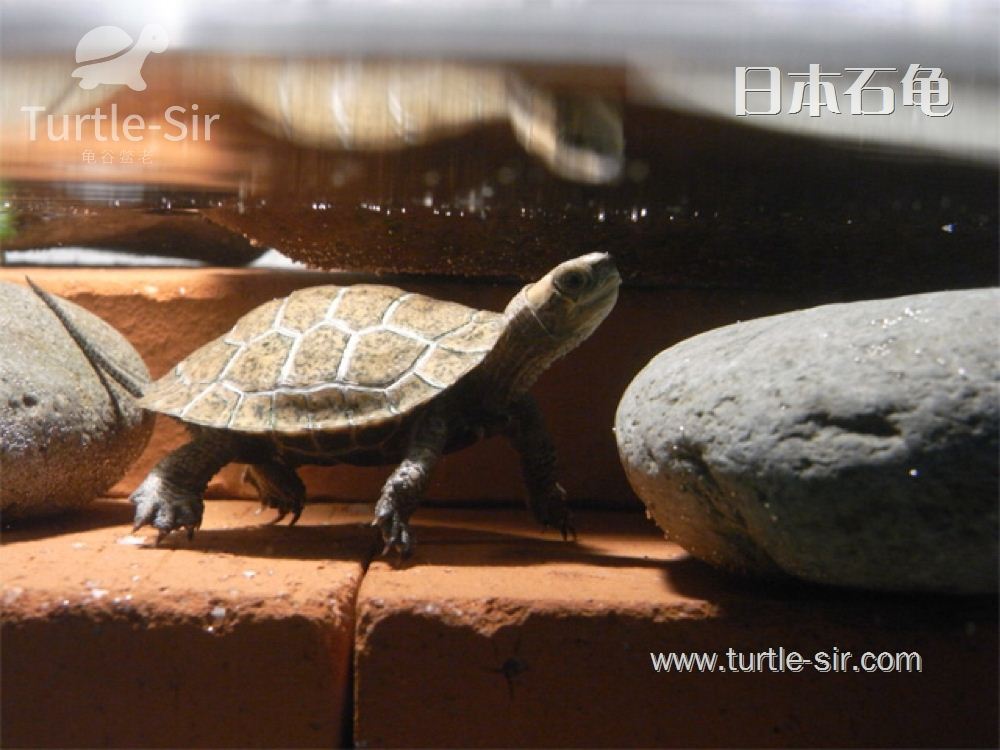 日本石龟多久可以长大，温度多少冬眠