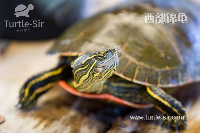 西锦龟寿命多长，生活习性如何