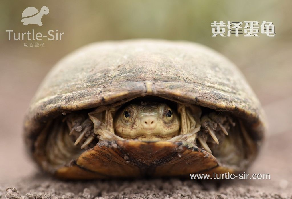 黄泽蛋龟怎么养更加安全