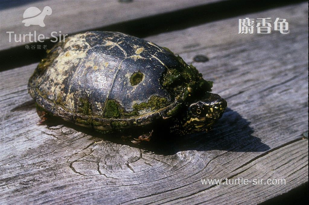 比较娇小的麝香龟「龟谷鳖老」