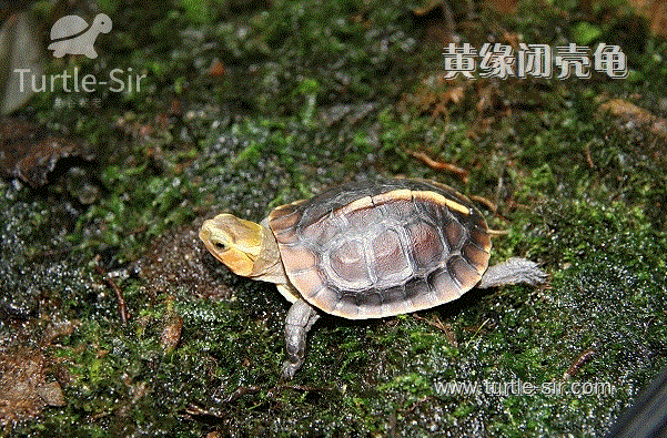 黄缘闭壳龟为什么有那么多人愿意饲养?「龟谷鳖老」