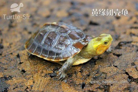 饲养黄缘闭壳龟应该喂养什么?「龟谷鳖老」