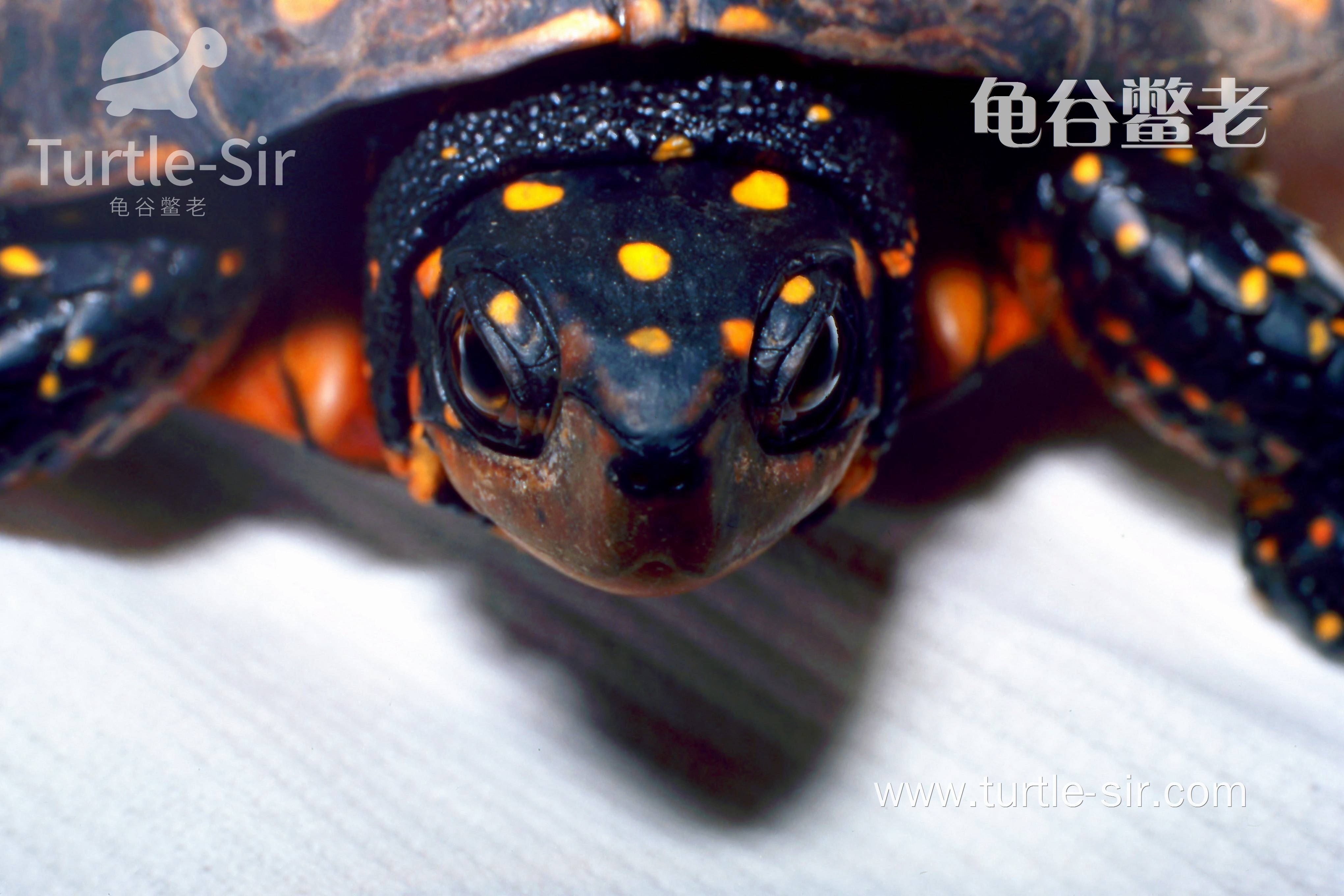 受限环境温度的陆龟「龟谷鳖老」