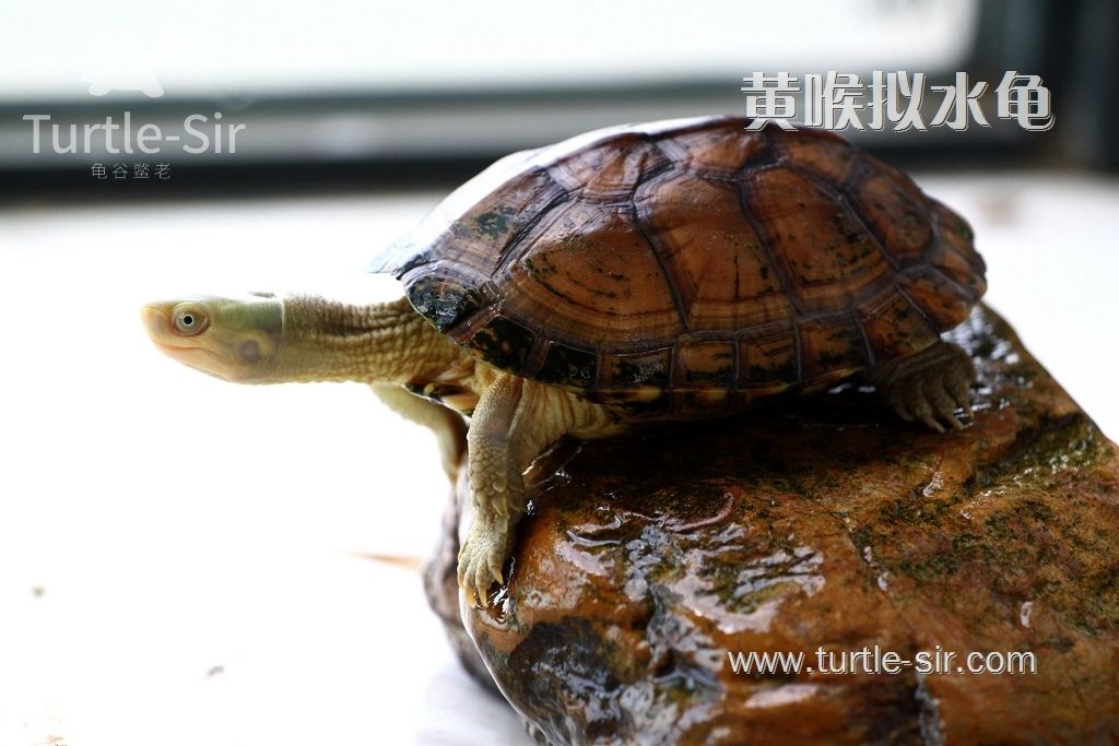 观赏性极高的水龟「龟谷鳖老」