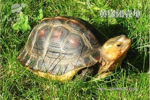 受欢迎的宠物龟「龟谷鳖老」