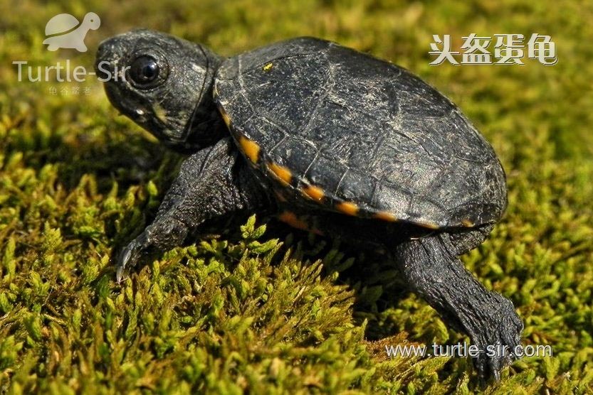 头盔蛋龟是不能深水养的「龟谷鳖老」