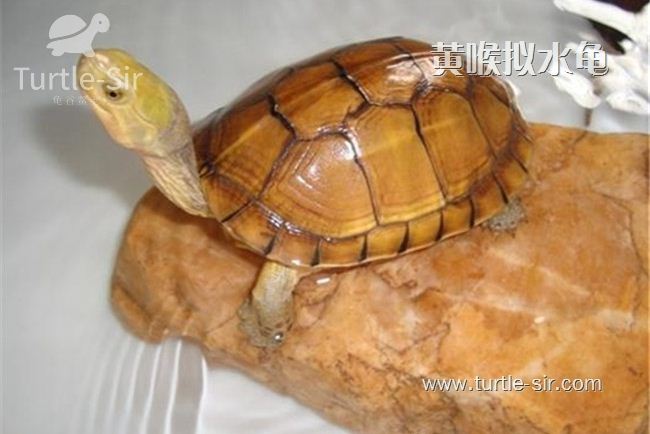 黄喉拟水龟的习性「龟谷鳖老」