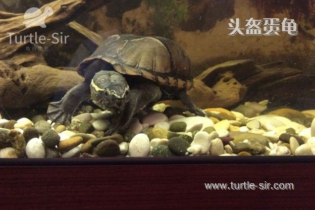 东方泥龟能长多大，东方泥龟多大可以产卵，东方泥龟一次产卵几个「龟谷鳖老」