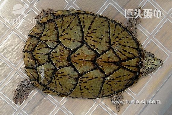 巨头麝香龟的饲养小妙招「龟谷鳖老」