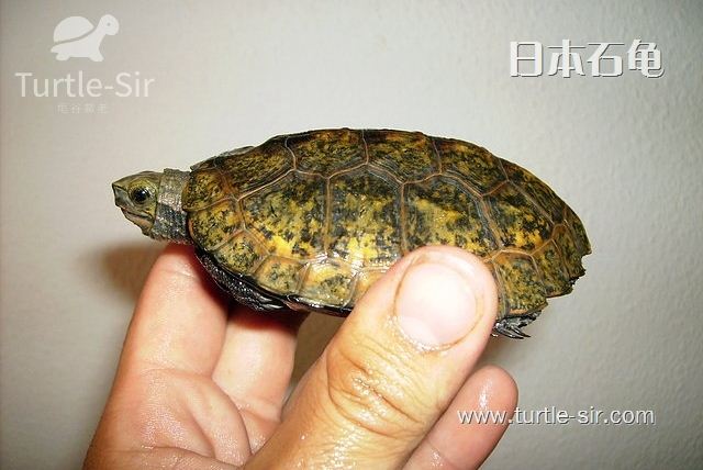 日本石龟的护理要点有哪些「龟谷鳖老」