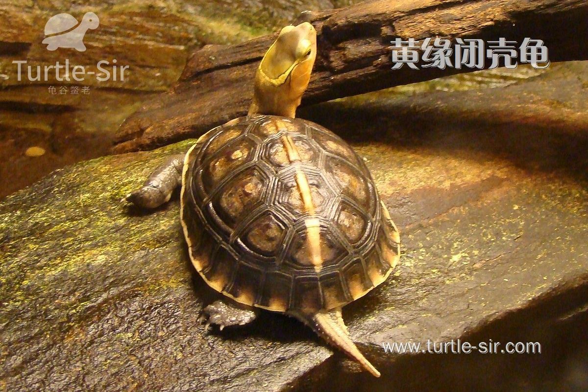 黄缘闭壳龟的饲养常识，这些你必须要知道「龟谷鳖老」
