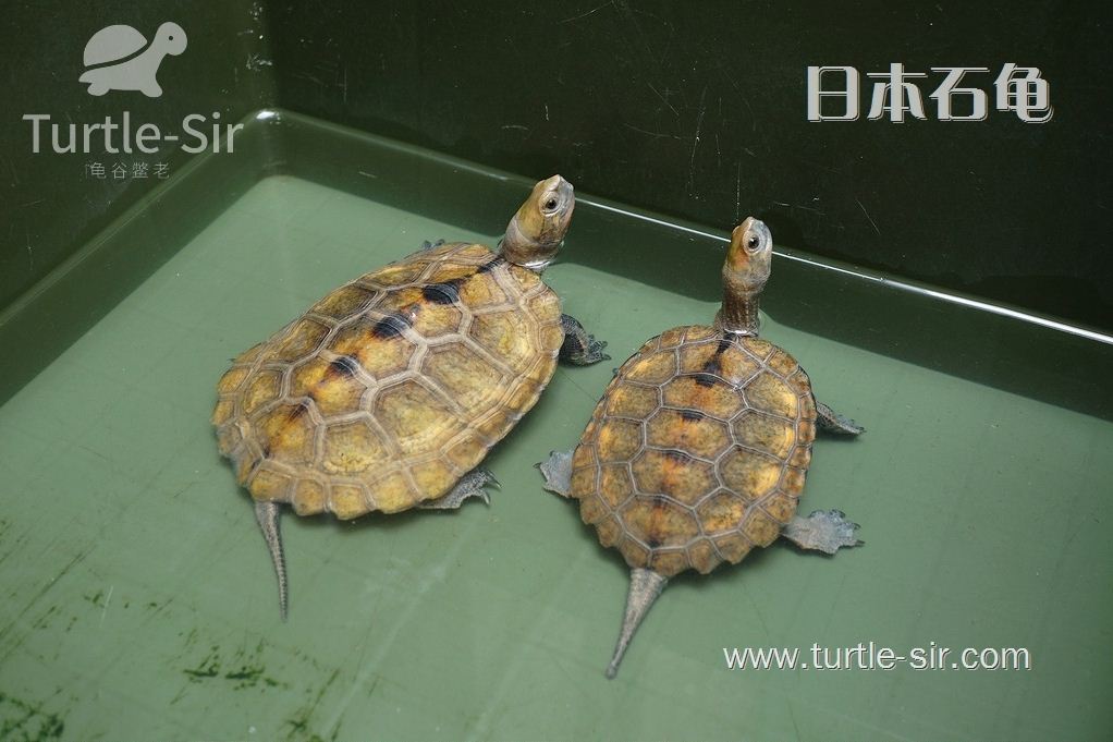 日杂草龟如何饲养「龟谷鳖老」