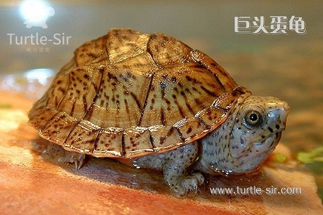巨头麝香龟、巨头龟饲养的简单介绍「龟谷鳖老」