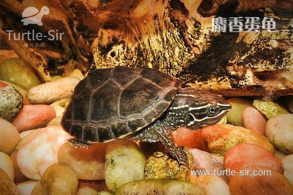 麝香龟多少度冬眠「龟谷鳖老」