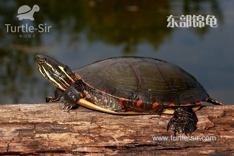 东锦龟比较喜欢吃素的「龟谷鳖老」