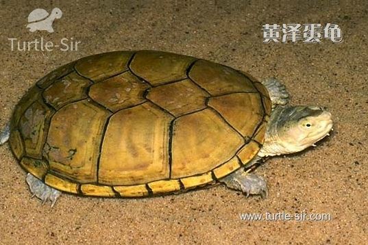 黄泽蛋龟的性格是比较凶猛的「龟谷鳖老」