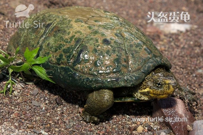 半水栖息的头盔龟「龟谷鳖老」