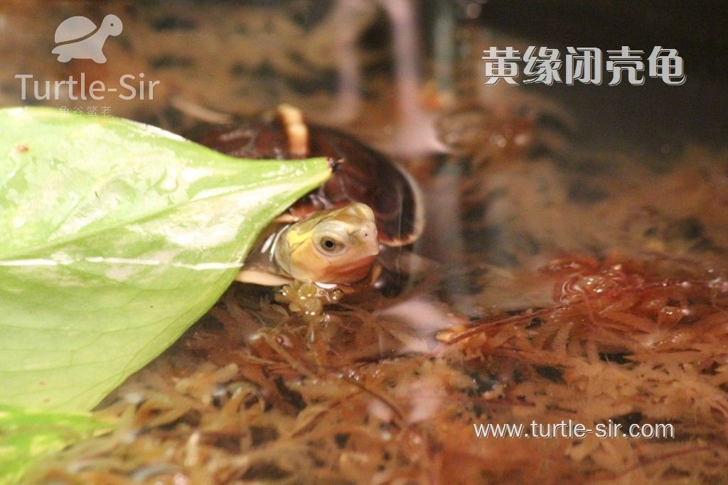 比较稀有的黄缘闭壳龟「龟谷鳖老」