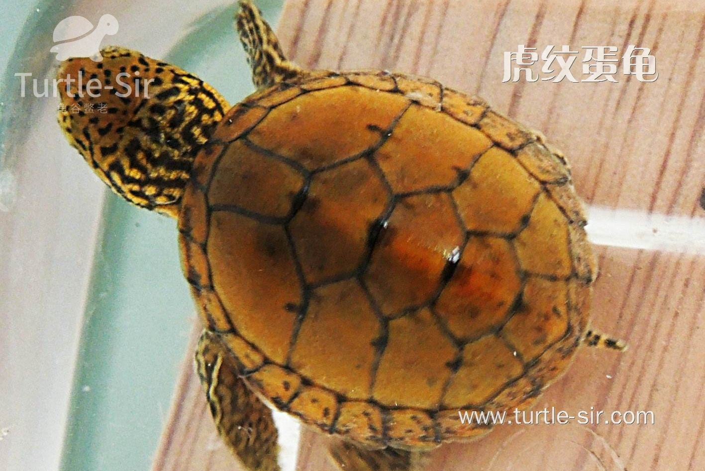 虎纹龟在市场是比较受欢迎的「龟谷鳖老」