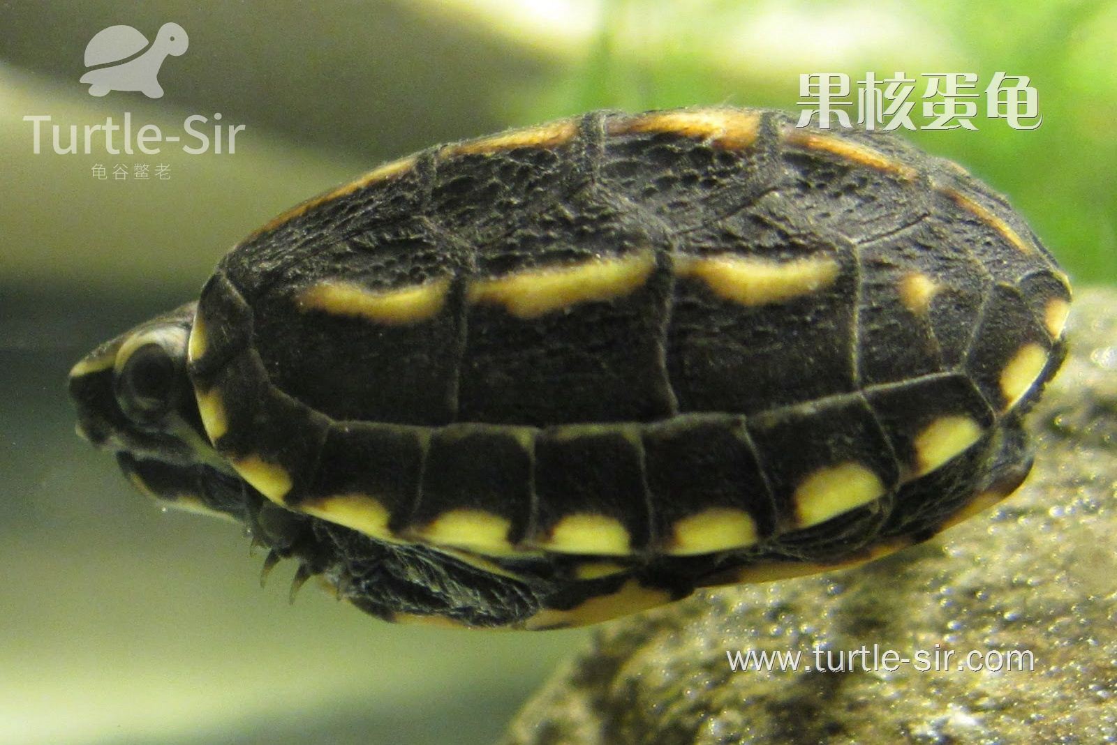 深水王子“果核龟”，带给你的快乐是无可计量的「龟谷鳖老」