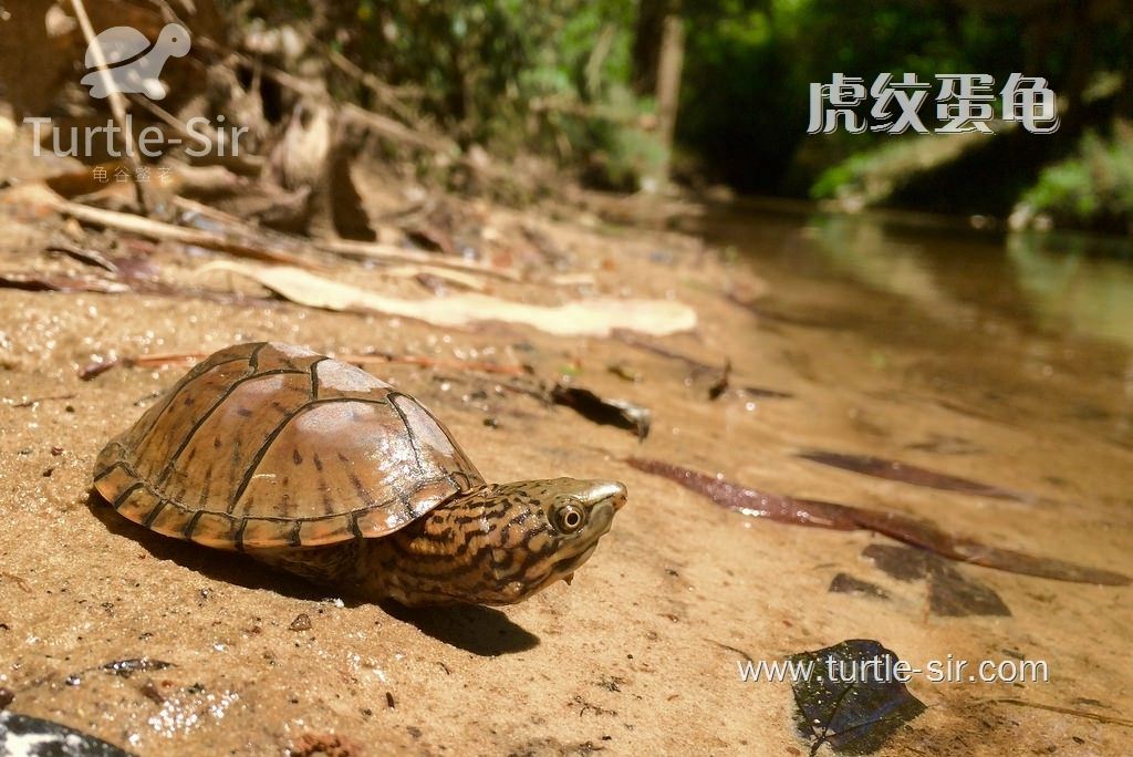 虎纹龟：一个越养越值钱的小家伙「龟谷鳖老」