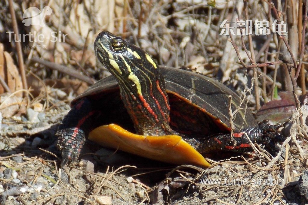 东锦龟与巴西龟的区别都有哪些「龟谷鳖老」