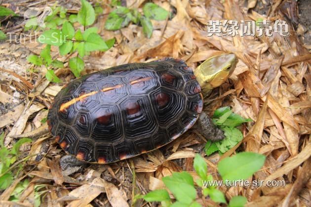 黄缘闭壳龟值多少钱一只「龟谷鳖老」