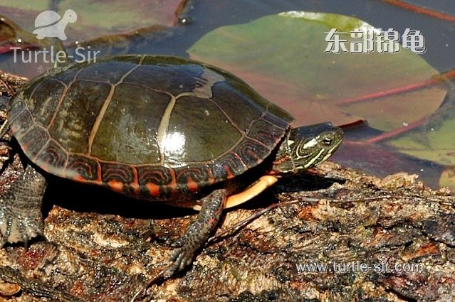 东锦龟比较耐寒「龟谷鳖老」