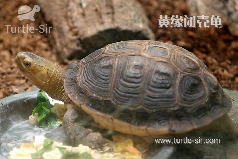 黄色好养的黄缘闭壳龟「龟谷鳖老」