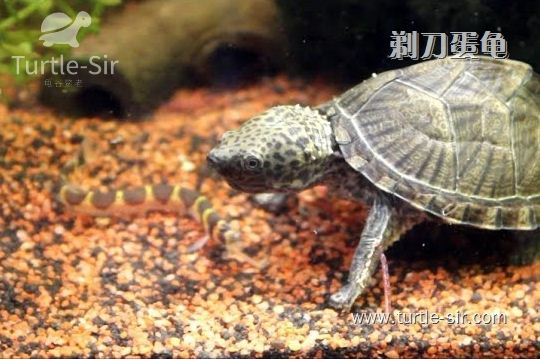 胆小喜欢深水生活的剃刀龟「龟谷鳖老」