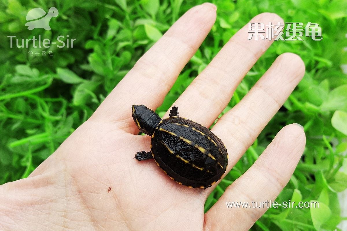 喜欢生活在阳光下的果核龟「龟谷鳖老」