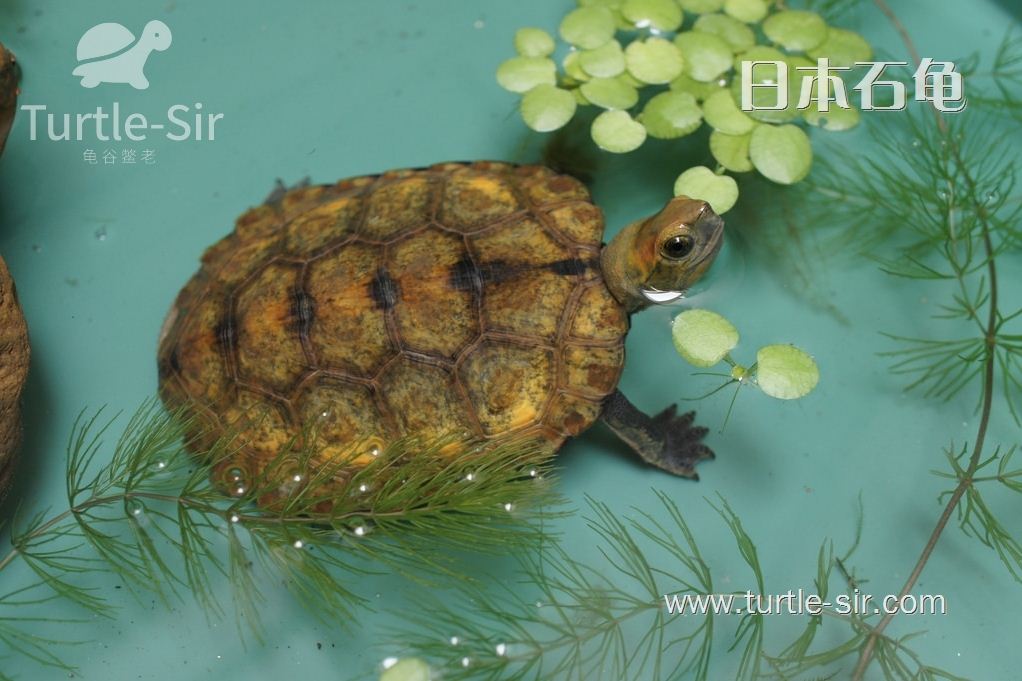 带你看看我们的游泳健将日本石龟「龟谷鳖老」