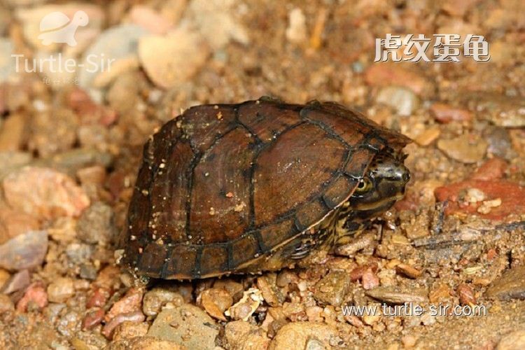 虎纹龟可以深水的「龟谷鳖老」