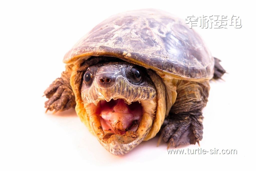 窄桥龟的性格是比较暴躁的「龟谷鳖老」