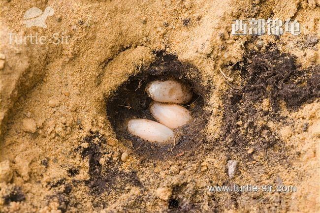 西锦龟饲养心得「龟谷鳖老」