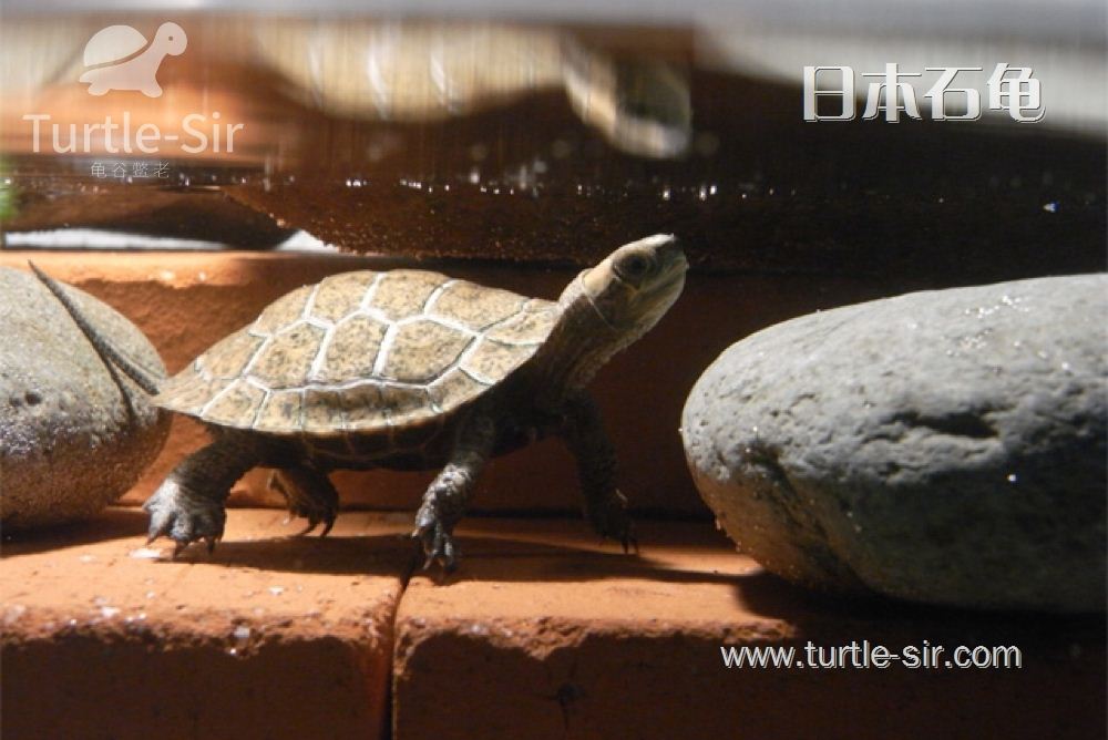 喜欢晒背的日本石龟「龟谷鳖老」