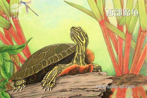 对水质要求比较高的西锦龟「龟谷鳖老」