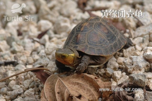 乌龟冬眠并不只是睡觉这么简单「龟谷鳖老」