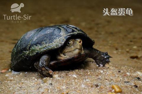 头盔蛋龟温差要求「龟谷鳖老」