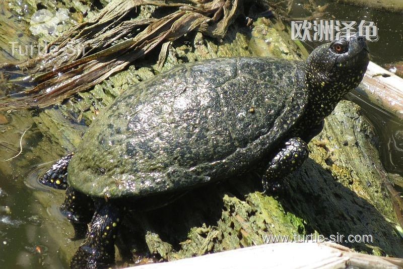 听说池塘里养着一只可爱的欧泽龟「龟谷鳖老」
